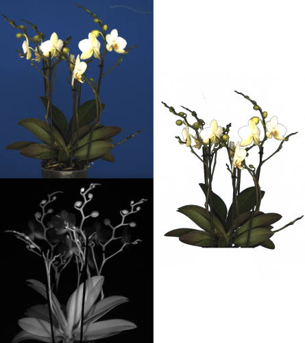 Aris Fenotyperingssysteem - Phalaenopsis