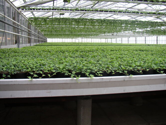 Plants in green house