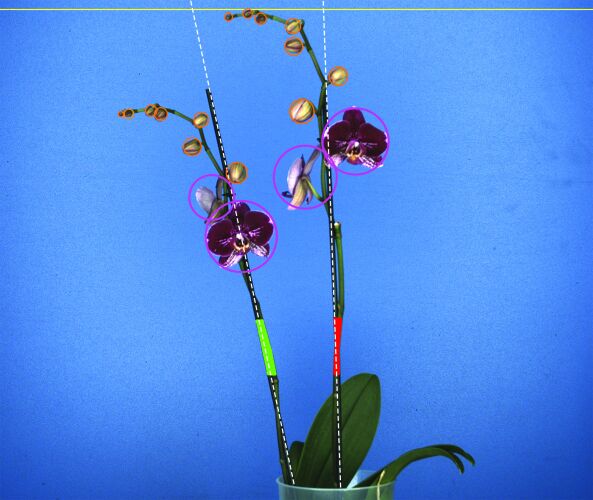 Aris Phenotyping System - Phalaenopsis