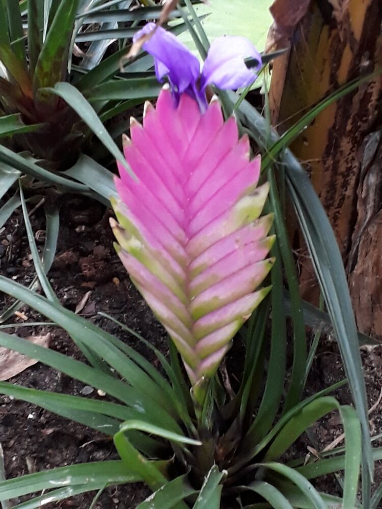 Bromelia - Bloemen tellen