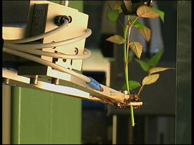 Automatisch stekjes knippen bij potrozen met robot en "ogen" van Aris
