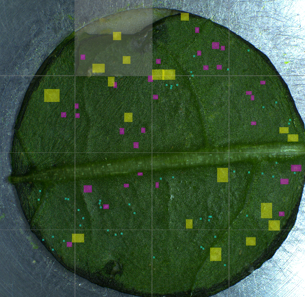 Aris Vision Systeem - Tellen plaaginsecten