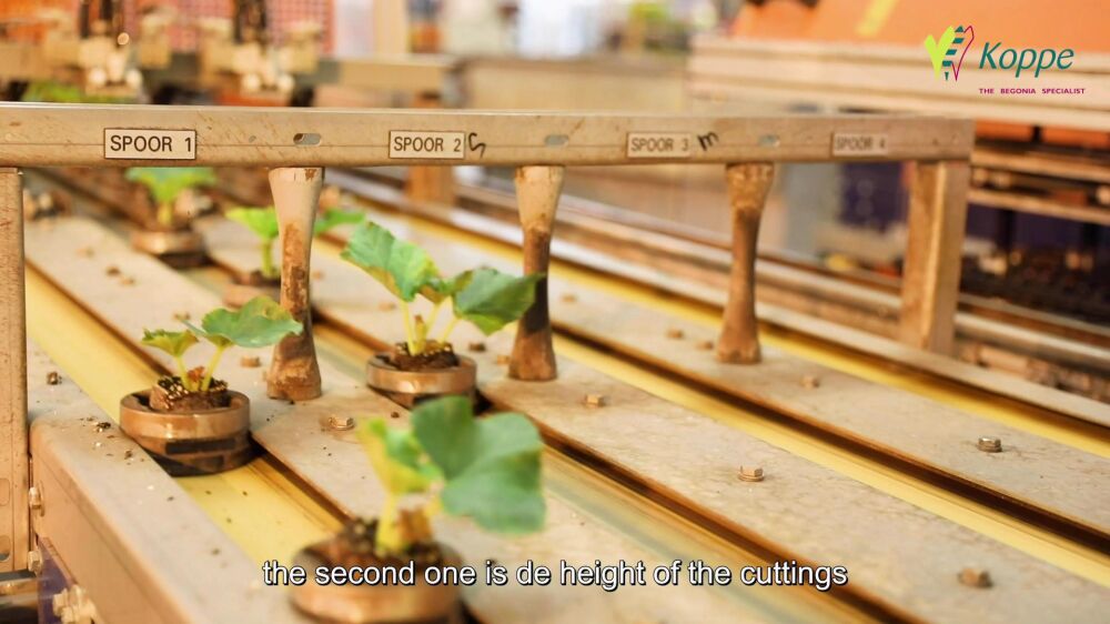 Sorting Begonia cuttings in 4 different sizes