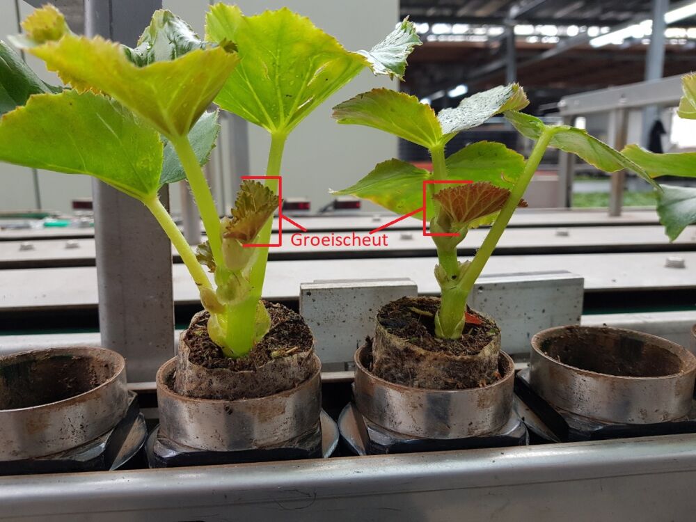 Beoordelen Begoniastek met grootte en hoogte van de groeischeut