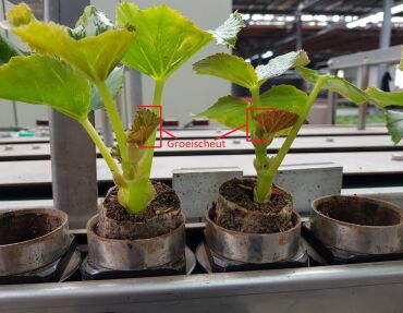 Beoordelen Begoniastek met grootte en hoogte van de groeischeut