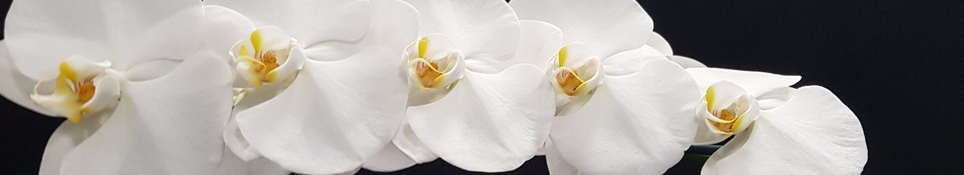 Aris Vision Systeem - Phalaenopsis bloemen