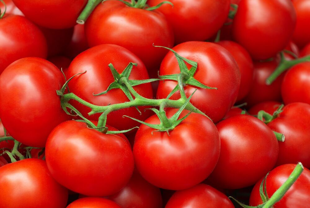 Pick and place vine tomatoes