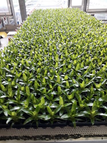 Aris Phenotyping System - Phalaenopsis plants