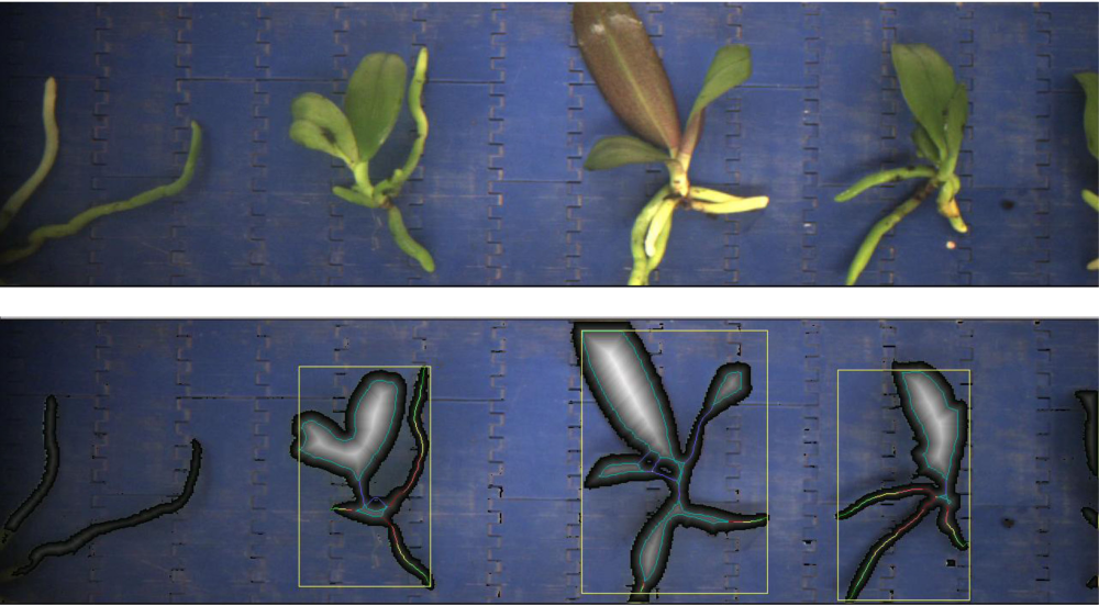 Digital phenotyping young plants with Aris smart Vision Software - Aris ...