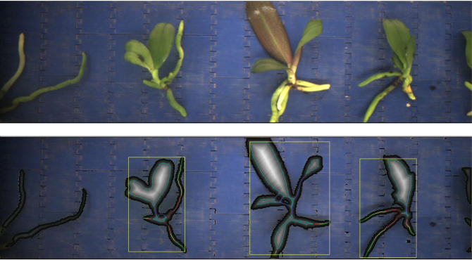 Aris Phenotyping System - Phalaenopsis cuttings