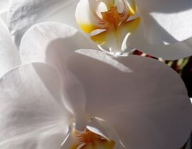 Phalaenopsis (Vlinderorchidee)